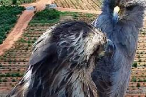 Aves da espécie Águia-cinzenta são avistadas nas florestas da Suzano em Mato Grosso do Sul